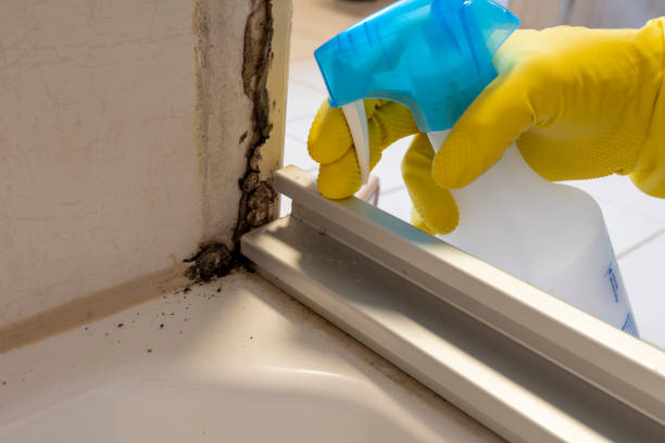 Best Attic Mold Removal  in Oakbrook, KY