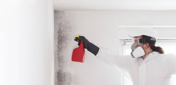 Best Certified Mold Removal  in Oakbrook, KY